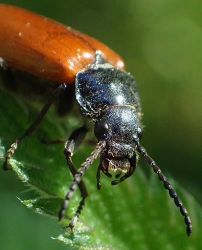 Réf. 194 464 : Omophlus lepturoides